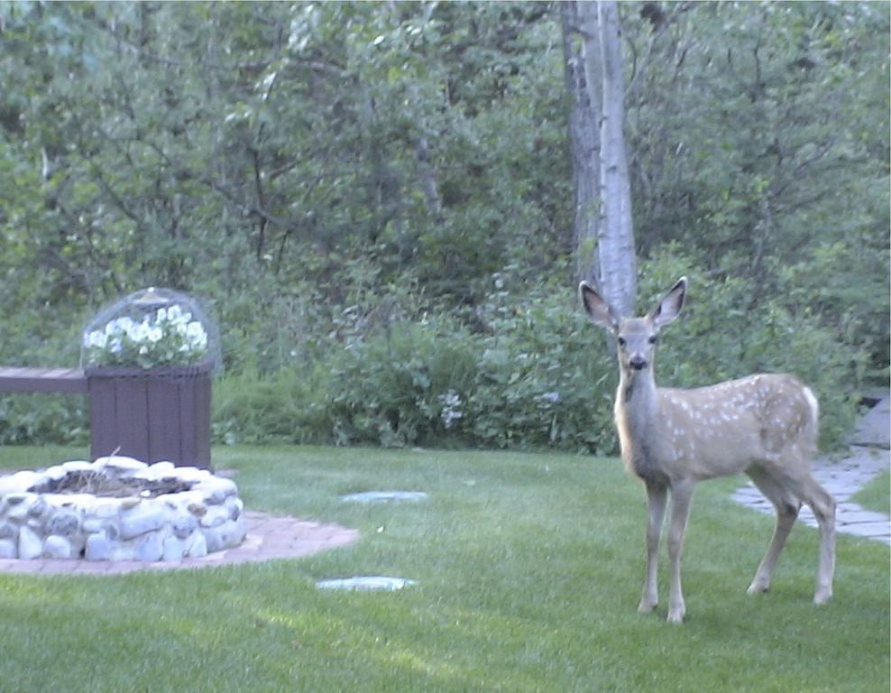 Redwood Meadows Bed And Breakfast Bragg Creek Zewnętrze zdjęcie